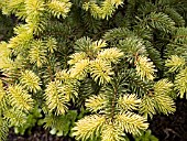 PICEA PUNGENS SUNSHINE FOLIAGE