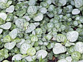 PLECTRANTHUS OERTENDAHLII EMERALD LACE