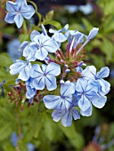 PLUMBAGO AURICULATA MONOTT ROYAL CAPE