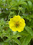 POTENTILLA ATROSANGUINEA YELLOW QUEEN