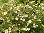 POTENTILLA FRUTICOSA VEITCHII