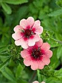 POTENTILLA NEPALENSIS SHOGRAN