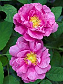 ROSA APOTHECARYS ROSE