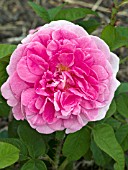 ROSA AUSBOARD GERTRUDE JEKYLL