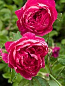 ROSA AUSENCART BENJAMIN BRITTEN