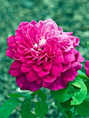 ROSA AUSLOT SOPHYS ROSE