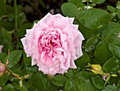 ROSA COMTE DE CHAMBORD