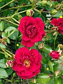 ROSA FIRE MEIDILAND