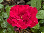 ROSA KORBETEILICH CRIMSON BOUQUET