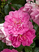 ROSA LOUIS JOLLIET