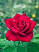 ROSA OLYMPIAD