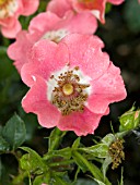 ROSA PINK MEIDILAND