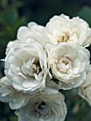 ROSA WHITE FAIRY MINIATURE