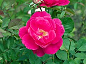 ROSA WINNIPEG PARKS