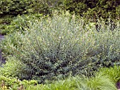 SALIX PURPUREA NANA