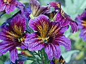 SALPIGLOSSIS SINUATA ROYALE BLUE PURPLE BICOLOR