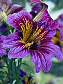 SALPIGLOSSIS SINUATA ROYALE BLUE PURPLE BICOLOR