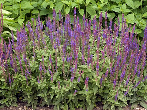 SALVIA_NEMEROSA_EAST_FRIESLAND