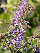 SALVIA PRATENSIS INDIGO