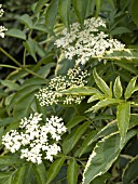 SAMBUCUS NIGRA VARIEGATA