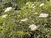 SAMBUCUS NIGRA VARIEGATA