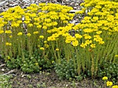 SEDUM SILVER STONE