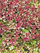 SEDUM SPURIUM RED CARPET