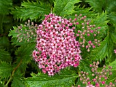 SPIRAEA BUMALDA CRISPA