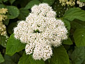 SPIRAEA FRITSCHIANA