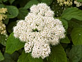 SPIRAEA FRITSCHIANA