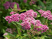 SPIRAEA JAPONICA PETITE PINK