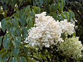 SYRINGA RETICULATA