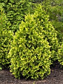 THUJA OCCIDENTALIS SUNKIST