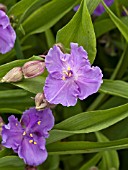 TRADESCANTIA JEANNENE