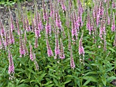 VERONICA SPICATA BABY DOLL