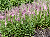 VERONICA SPICATA BABY DOLL