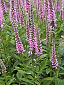 VERONICA SPICATA BABY DOLL