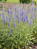 VERONICA SPICATA TWILIGHT