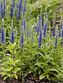 VERONICA ULSTER BLUE DWARF