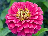 ZINNIA ELEGANS MAGELLAN CORAL