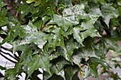 ACER TRUNCATUM SHANTUNG MAPLE