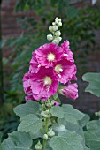 ALCEA ROSEA PINK