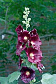 ALCEA ROSEA PURPLE