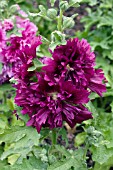 ALCEA ROSEA QUEENY PURPLE