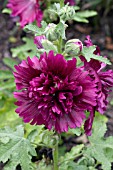 ALCEA ROSEA QUEENY PURPLE