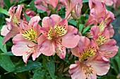 ALSTROEMERIA ZAVINA