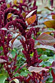 AMARANTHUS HOPI RED DYE