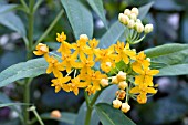 ASCLEPIAS CURASSAVICA SILKY GOLD