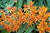 ASCLEPIAS TUBEROSA