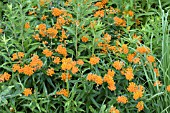 ASCLEPIAS TUBEROSA